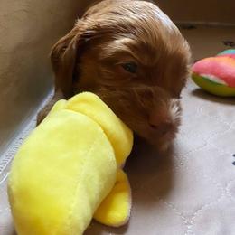 Goldendoodle and Sheepadoodle Puppies from IE Family Doodles