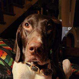 SAGA - German Shorthaired Pointer