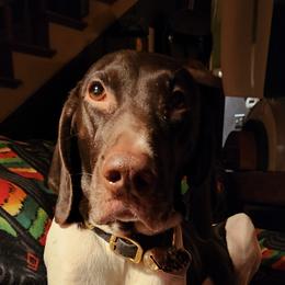SAGA - German Shorthaired Pointer