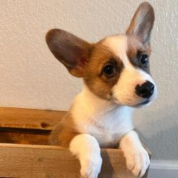 Lucy - Sable female Pembroke Welsh Corgi puppy in Arkansas from CanaanCorgis