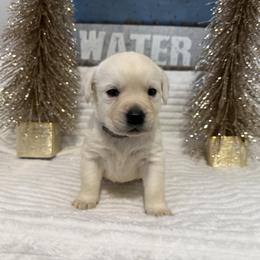 Grey Yellow Boy - Yellow male Labrador Retriever puppy in Angola, Indiana from Reniers Labrador Retrievers