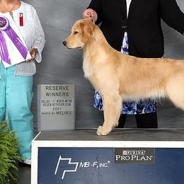Golden Retrievers from Sleepy Grove Goldens