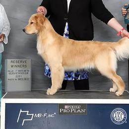 Golden Retrievers from Sleepy Grove Goldens