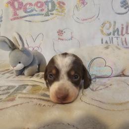 Chocolate pie girl 1 - Chocolate and tan female Dachshund puppy in Herald, California from Bluegum Dachshunds