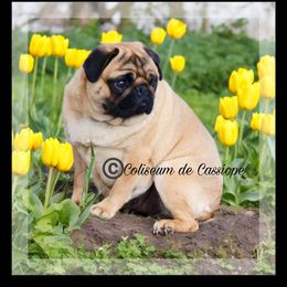 Cherry - Pug