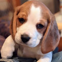 Beagle Puppies from Beam's Beagles