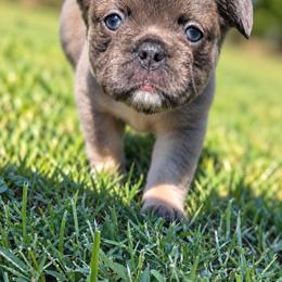 Fluffy - Blue female French Bulldog puppy in Chesnee, South Carolina from Michael & Raisa