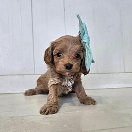 Jade- Mint - Apricot female Cavapoo puppy in South Jordan, Utah from Lucky Doodle Pups