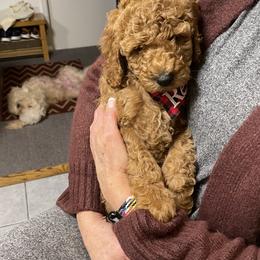 Goldendoodles from Sweet Tennessee Doodles