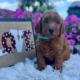 Mick - Red  male Goldendoodle puppy in Oxford, Pennsylvania from FriendlyPals