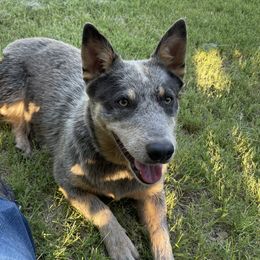 Silva - Australian Cattle Dog