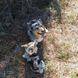 American Corgi and Pembroke Welsh Corgi Puppies from Lonesome Boone Corgis