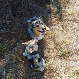 American Corgi and Pembroke Welsh Corgi Puppies from Lonesome Boone Corgis
