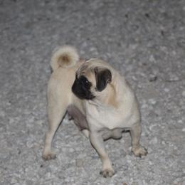 Queen - Pug