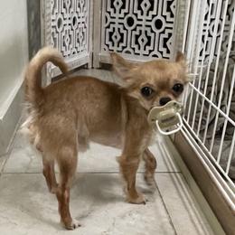 Baby - Chihuahua
