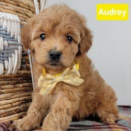 Audrey - Apricot female Goldendoodle puppy in Temecula, California from Oodles O'Doodles