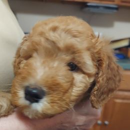 Lilac Female - Cream female Goldendoodle puppy in Vernon, Vermont from Dynamic Doodles of Southern Vermont