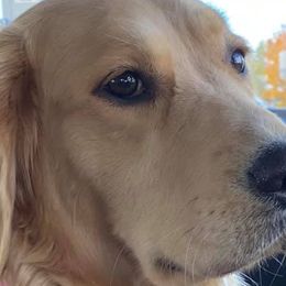 Golden Retrievers from Laurie Pereda's Golden Retrievers