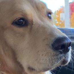 Golden Retrievers from Laurie Pereda's Golden Retrievers