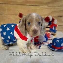 Dachshund Puppies from Shiloh Ridge Dachshunds