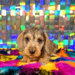 American Corgi, Dachshund, and Pembroke Welsh Corgi Puppies from Shining A Lowriders & Co.