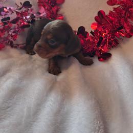 Valentine - Chocolate and tan female Dachshund puppy in Opelika, Alabama from Dachshund Darlins