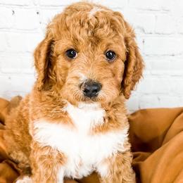 Doc - Goldendoodle puppy in Lehi, Utah from Larsen Litters
