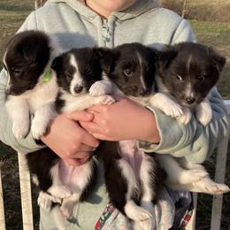 Stripe - Black and white male Shetland Sheepdog puppy in Commiskey, Indiana from Windy Haven Farm