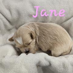 Jane - Cream female Shichon puppy in Bradford, Ohio from Ted E. Bear Patch