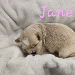 Jane - Cream female Shichon puppy in Bradford, Ohio from Ted E. Bear Patch