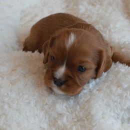 Cavalier King Charles Spaniel Puppies from Diamond Rose Cavalier LLC