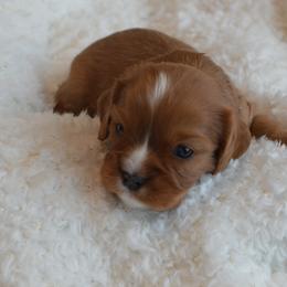 Cavalier King Charles Spaniel Puppies from Diamond Rose Cavalier LLC