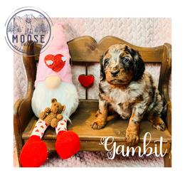 Gambit - Merle female Bernedoodle puppy in Belleville, Michigan from Moose Tracks Bernedoodles
