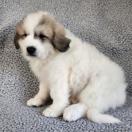 Jack - orange collar - White and badger male Great Pyrenees puppy in Monmouth, Maine from Flewelling Great Pyrenees