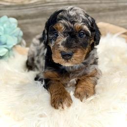 Bernedoodle and Whoodle Puppies from Genesis Family Farm