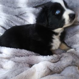 Australian Shepherd Puppies from Vortex Australian Shepherds