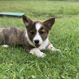 Cardigan Welsh Corgi Puppies from Penfro Corgis