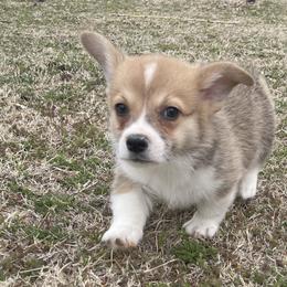 Kai - Pembroke Welsh Corgi puppy in Oklahoma from Southern Cottage Pups