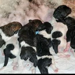 Goldendoodle Puppies from Lesia's Goldendoodles