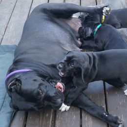 Cane Corso Puppies from Knights Watch Cane Corso