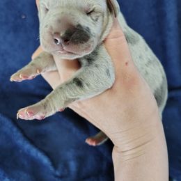Girl 4 - Merle female Great Dane puppy in Marshall, Michigan from Dream K9