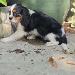Dopey - Tri-color male Cavalier King Charles Spaniel puppy in Neosho, Missouri from County-Line Critters