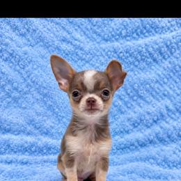 Boy 3 - Chocolate and tan male Chihuahua puppy in Smyrna, Georgia from GeorgiasChihuahuas
