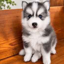 Nova - Gray and white female Pomsky puppy in La Verne, California from Red Cedar Pomskies