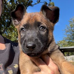 Blue collar - Red sable male Belgian Malinois puppy in Kelley, Iowa from Midwest Malinois