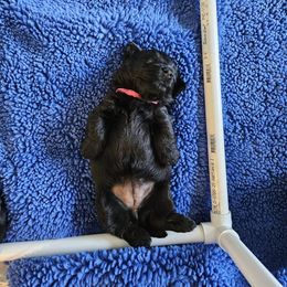 Poodle and Scottish Terrier Puppies from Conundrums Kennels