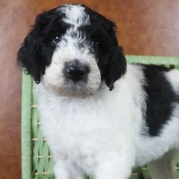 Girl 5 - Parti Poodle puppy in Sarver, Pennsylvania from Pemper House Poodles