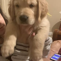 Golden Retriever Puppies from Rangel’s Adorable Golden Retrievers of Dallas Texas
