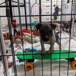 American Hairless Terrier Puppies from Bare Valley