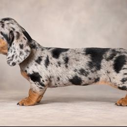 Black and Tan Dapple 1 - Dapple female Dachshund puppy in Harmony, North Carolina from Schuster Haus